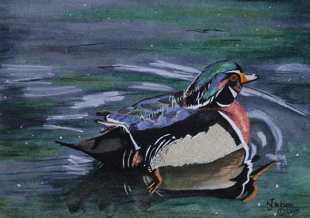 Wood Duck Wood Duck